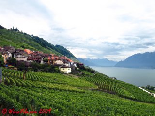 lavaux vineyards