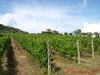 de conciliis vineyards