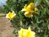 sangiovese-grape-rose