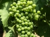 sangiovese-grape