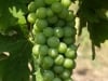 aglianico grapes