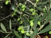de-conciliis-olive-tree