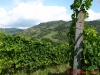 vineyards of campagna 2