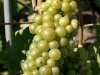 Chasselas Grapes, Aigle - Switzerland