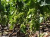 petite arvine grapes clusters
