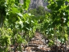 petite arvine vineyards