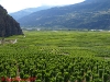 st-pierre de clages vineyards