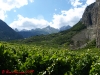 vineyards-chamoson