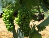 sangiovese-grapes-at-biondi
