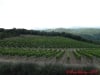 Poggio Salvi vineyards