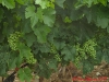 Sagiovese grapes